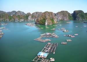 Tour Du Thuyền Indochine – Lan Hạ – 2 Ngày 1 Đêm
